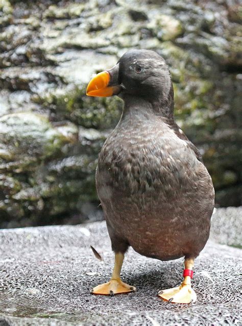 Pictures and information on Tufted Puffin