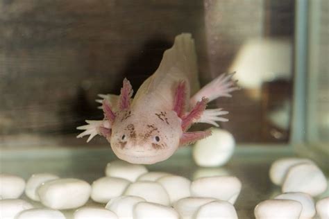 Enigma Axolotl [Super Rare Morph] – Pets From Afar