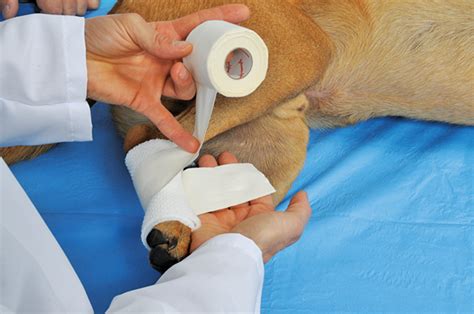 The Ehmer Sling in Canine Orthopedic Surgery | Clinician's Brief