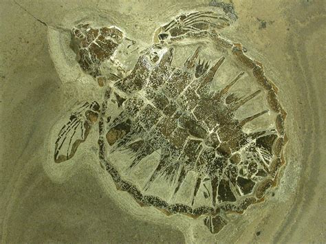 Fossilized 55 million year old sea turtle. : pics