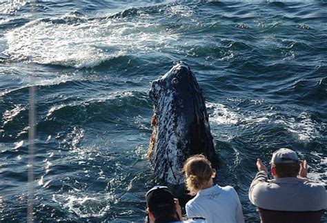 Narooma Whale Watching | Narooma Charters | See Whales & Dolphins!