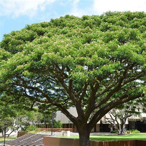 Samanea saman (Rain tree/ Monkey pod) - Tube stock - Tree & Arbor Supplies