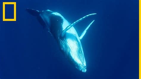 Una cría de ballena jorobada "baila" con su madre | National Geographic ...