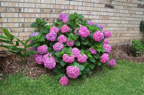 Davy's Louisiana Gardening Blog: Pink Hydrangeas
