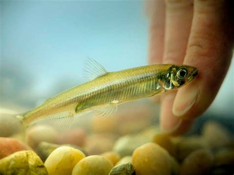 Endangered Delta Smelt May Be Extinct - capradio.org