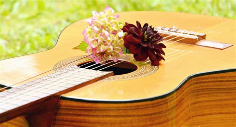 Gratis billede: musik, musikinstrumenter, streng, guitar, blomst, petal