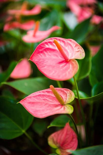 Premium Photo | Pink spadix flower