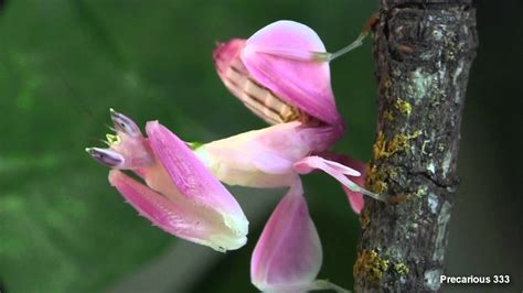 Orchideenmantis Kaufen