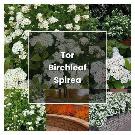 How to Grow Tor Birchleaf Spirea - Plant Care & Tips | NorwichGardener