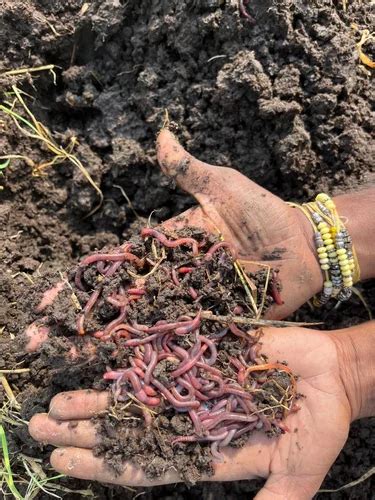 Eisenia fetida Composting Live Earthworms at Rs 85/kg in New Delhi | ID: 2854379198673