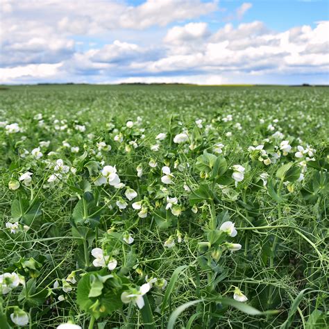 Field peas for cover crops and food plots