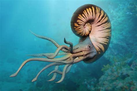 Art illustration - Aquatic Animals - Ammonoidea: commonly known as ammonites, are a subclass of ...