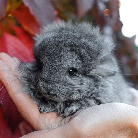 15 Of The Cutest Baby Chinchillas Ever