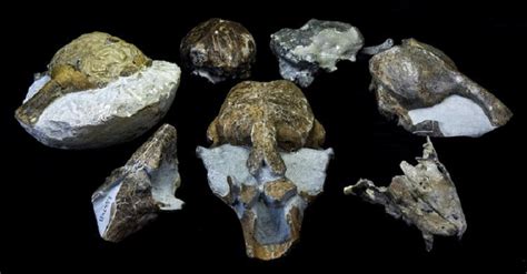 NZ fossils reveal a new southern seal - Cosmos Magazine