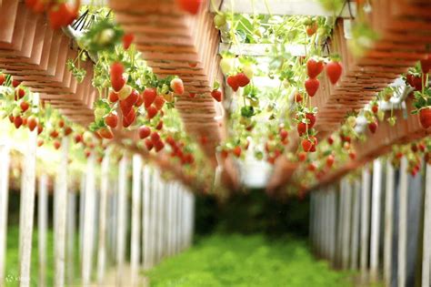 Strawberry Picking Experience and Seoul Day Trip - Klook Philippines