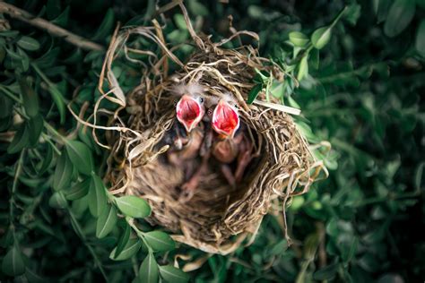 Bird Nesting Season | Laws & Prevention Advice - Integrum