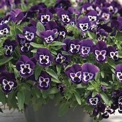 Syngenta Flowers India | Best Flower Site