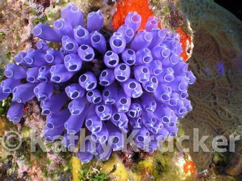 Tunicates – AZScubaCat.com