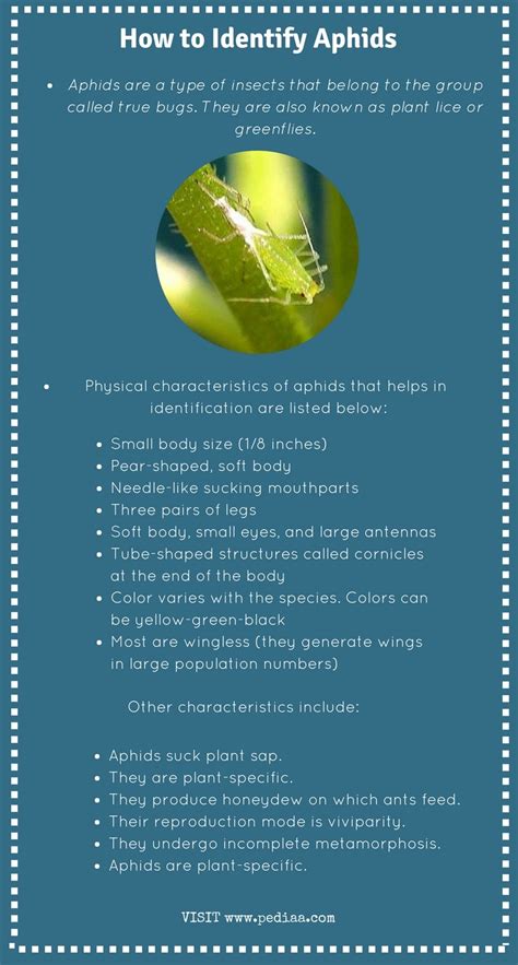 How to Identify Aphids - Pediaa.Com