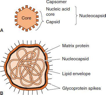 Virus Diagram Capsid