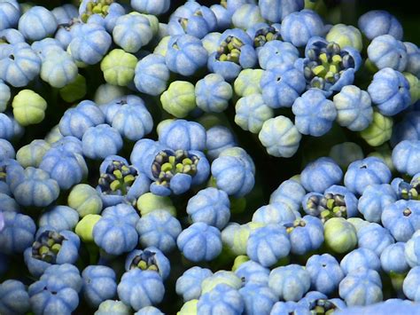 Free Images : fruit, berry, food, produce, macro, blue, close, flora ...