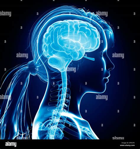 Female brain, artwork Stock Photo - Alamy