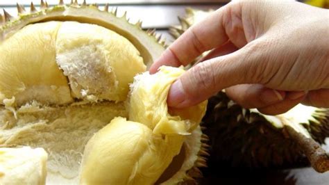 Manfaat dan Bahaya Makan Durian Yang Wajib Kamu Tahu! - Tribun Pontianak