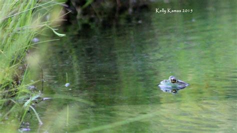 060515 frog pond – Wonders Of My World