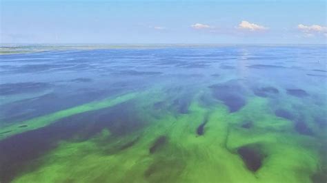 Large algae bloom spotted on Florida’s Lake Okeechobee | Fox Weather