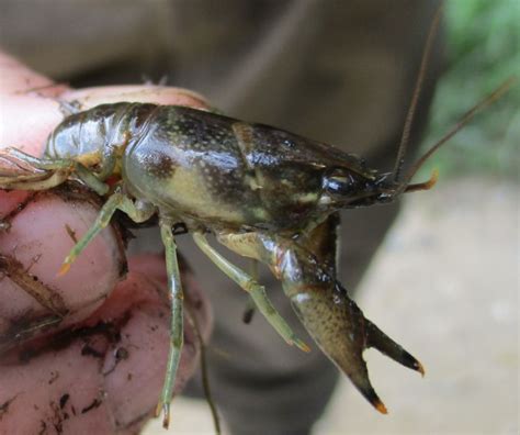 Rusty crayfish confirmed in Vermillion River Watershed - Vermillion ...