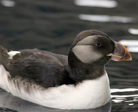 Horned puffin in non-breeding plumage | Puffin, Dark water, Bird