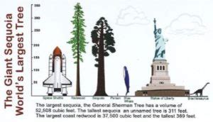 What Makes and Breaks the World’s Tallest Trees | Biomechanics in the Wild