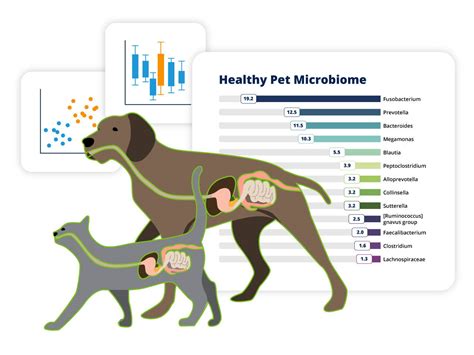 DoggyBiome: Gut Health Test – AnimalBiome-VetStore