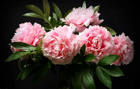 Wallpaper bouquet, pink, peonies, the dark background, Alexander ...