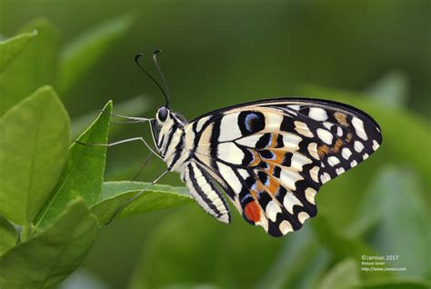 Papilio demoleus - Jamiun's Photography