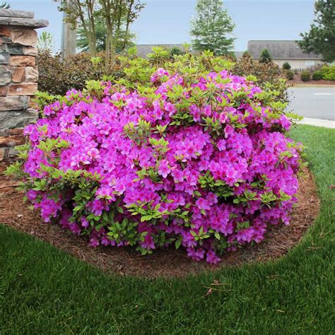 Autumn Royalty® Encore® Azaleas for Sale – FastGrowingTrees.com