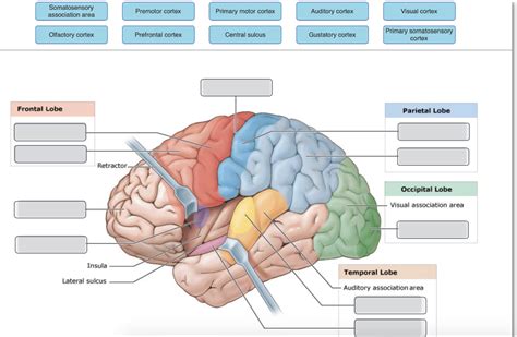 Solved Somatosensory association area Premotor cortex | Chegg.com