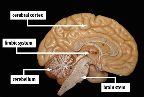 The Brain and Nervous System | Noba