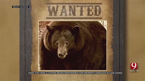 500-Pound Bear Known As 'Hank The Tank' May Be Innocent In Most Home ...