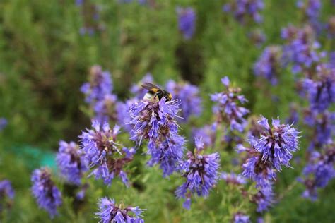 Hyssop Benefits