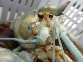 TWO Albino Lobsters! An Incredibly Rare Find | Nature World News