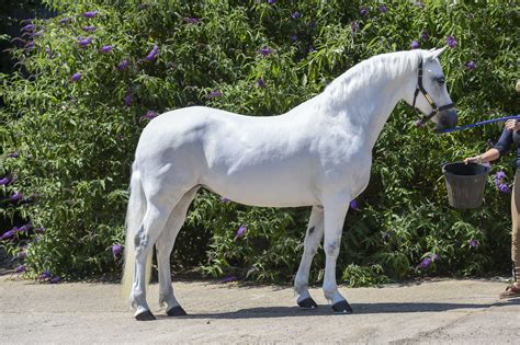 9 Connemara ponies we wanted to take home last show season - Horse & Hound