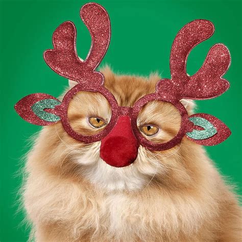 13131796. Red Persian Cat wearing Christmas glasses