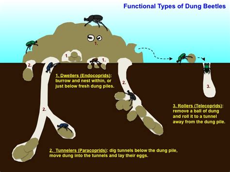 Dung Beetles | Science Literacy and Outreach | Nebraska