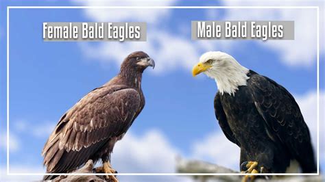 Male Vs Female Bald Eagle, 57% OFF | www.prosofty.co.mz