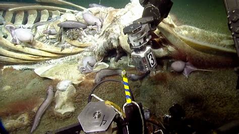 Creatures Of The Deep Are Feeding On A Whale Carcass And You Can Watch It Live | Gizmodo Australia