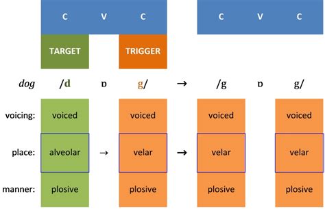 Consonant Harmony - SLT info