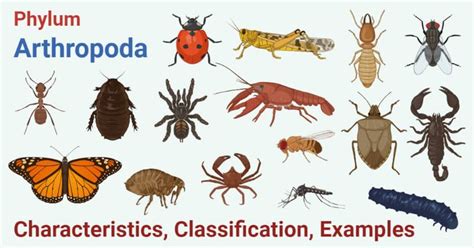 Phylum Arthropoda- Characteristics, classification, examples | Arthropods, Arthropods examples ...