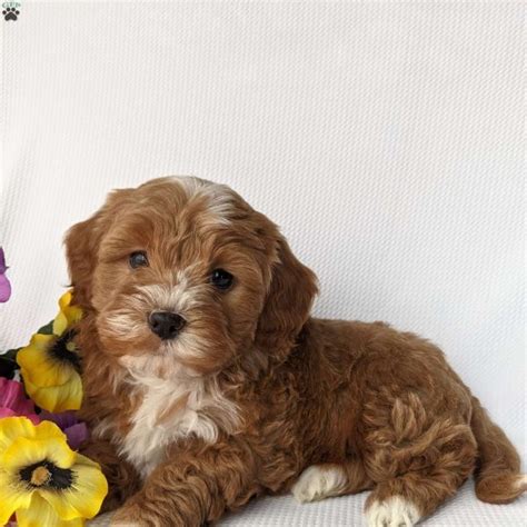 What Is A Shih Poo Puppies