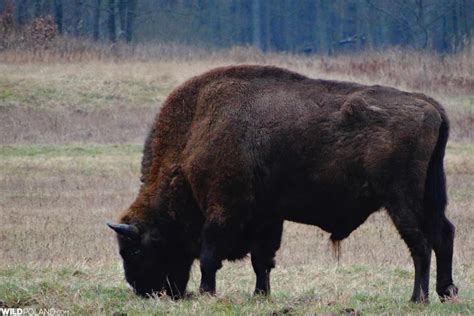 Bison Safari in the Białowieża Forest, March 2020 – Wild Poland